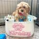 Personalized dog toy basket custom dog name puppy treat basket